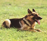 Adestramento de cães em Jaú